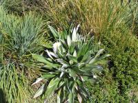 Albums/20060200-New Zealand 2006/20060317-Cook/30